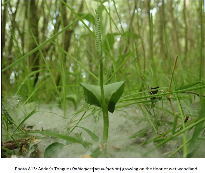 Adder’s Tongue Fern – 2nd location in Rathcoole Woodlands